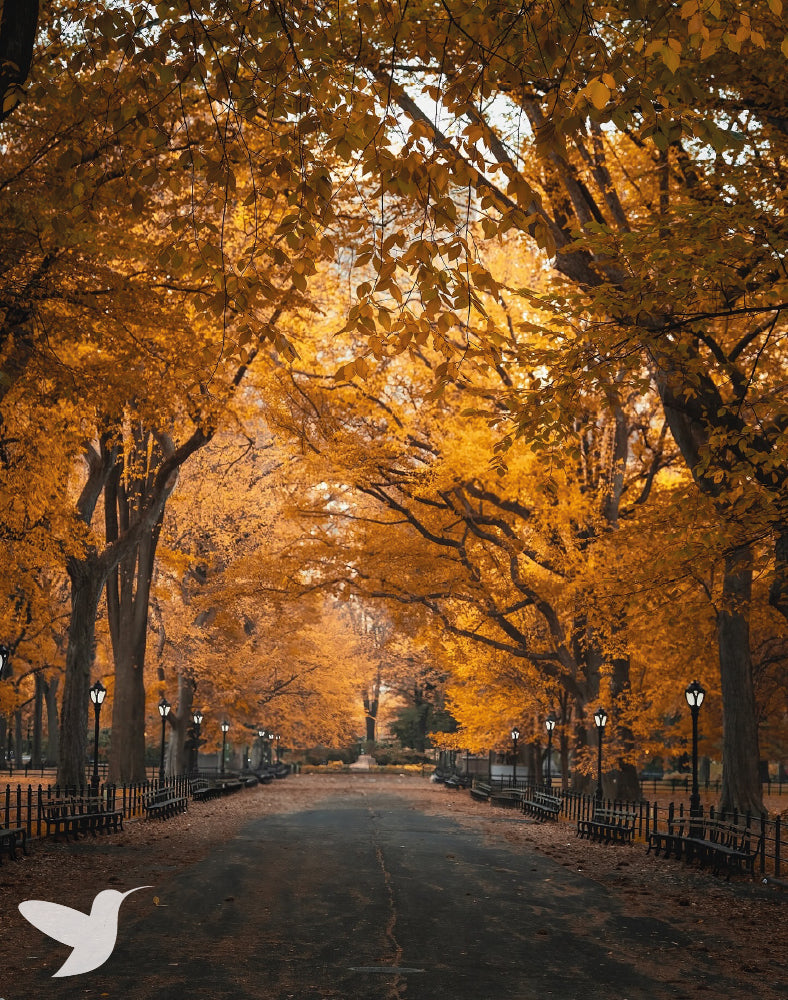 Oasis en la Gran Manzana - Central Park Edition